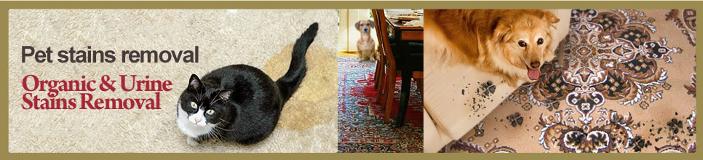 stain pet carpet cleaning